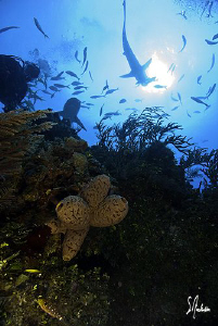 This image was taken while moving up off edge of the reef... by Steven Anderson 